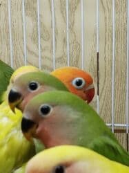 Gəmiricilər: Tutuquşu popuqay nerazlucnik . Bir ayından üç ayınadək balalar — 5