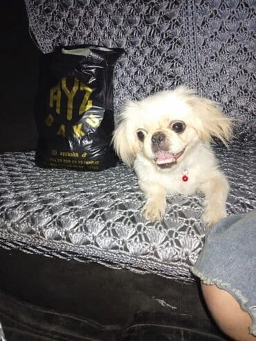 it qiz: Pekines — 2