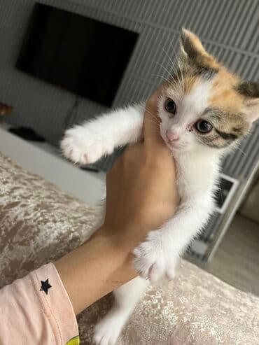 pişik sumkası: Dişi, Yaxşı əllərə, Ünvandan götürmə, Ödənişli çatdırılma — 5