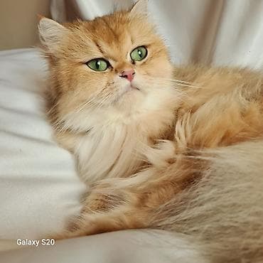 Qızıl şinşilla — 3