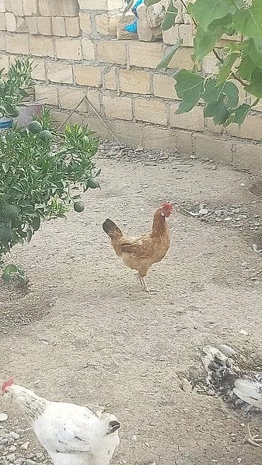 Salam həyət toyuqları satılır. yumurtalıq 1 illik, 1 ədədidinin lalafo.az -da Salam həyət toyuqları satılır. yumurtalıq 1 illik, 1 ədədidinin