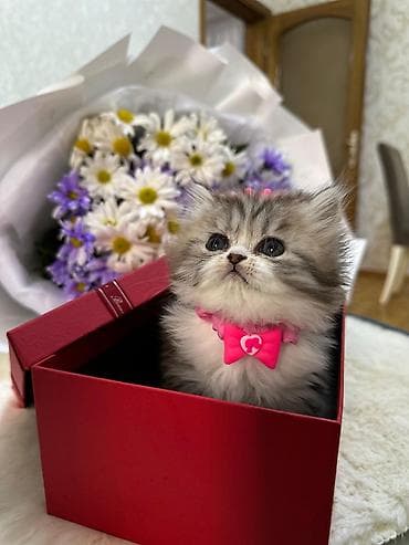 Şirin balaca pişik balası - Cins: uzun tüklü, boz-ağ rəng keçidi ilə