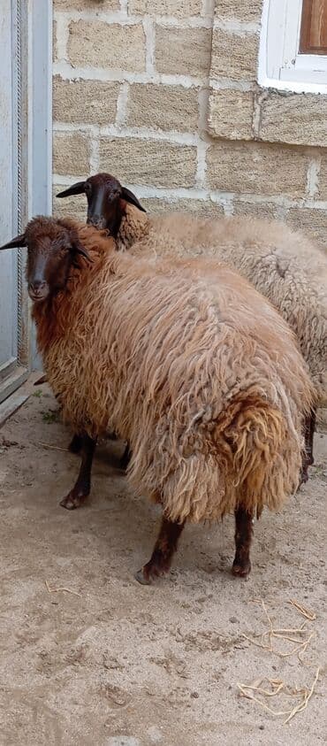 Lixiang: Salam ünvan Bakıin maştağa kendi 1 baş şişey boğaz qoyun doğsa — 2