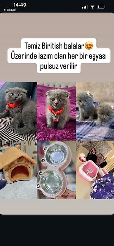 bala pisik adlari: Şotland, Dişi, Yaxşı əllərə, Pulsuz çatdırılma — 1
