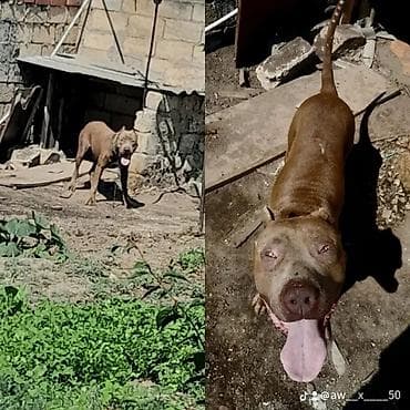 cane corso yavru: Pitbul, 3 il, Erkek — 4