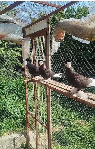 göyərçin satışı: Salam.diqəətlə oxu sora yaz.3 dənə ağbaş satilir.bir cüt və birdenəde — 6