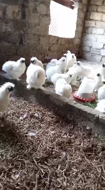 купить цыплят несушек: Курица, Для яиц — 1