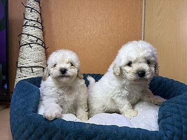 qala cinsi: Pudel, Erkek — 5