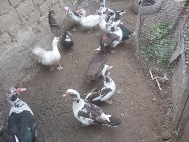 İtlər: Muscovy (hind) ördəkləri – qarışıq rənglərdə sürü - Növlər — 2