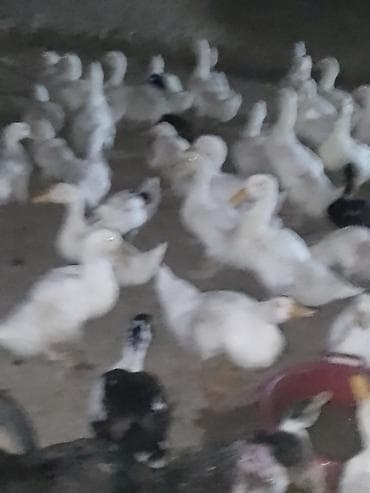 ordək balası və cucə: Satışda ördək sürüsü - Növ: ağ və qarışıq rəngli ev ördəkləri — 6