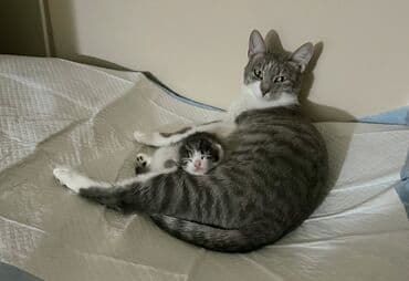 котенок в добрые руки: Самец, В добрые руки — 4