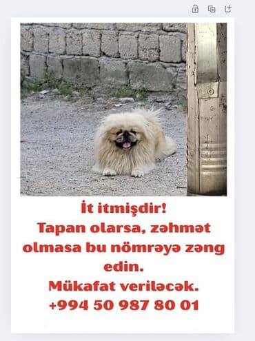 K/t heyvanları və malları: Pekines, Erkek — 2