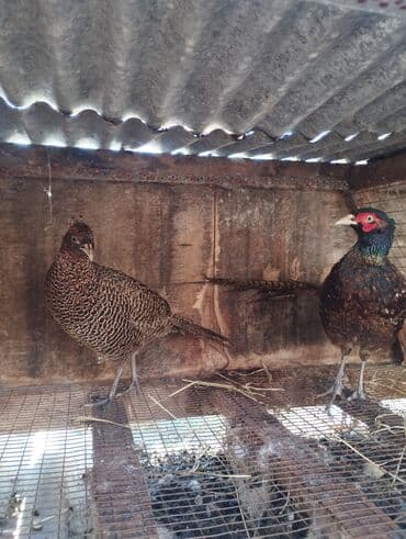 ev quşları haqqında melumat: Məhsul: Qırqovul cütü (erkək və dişi) Rumun qrqavul Təsvir: - Nadir və — 1