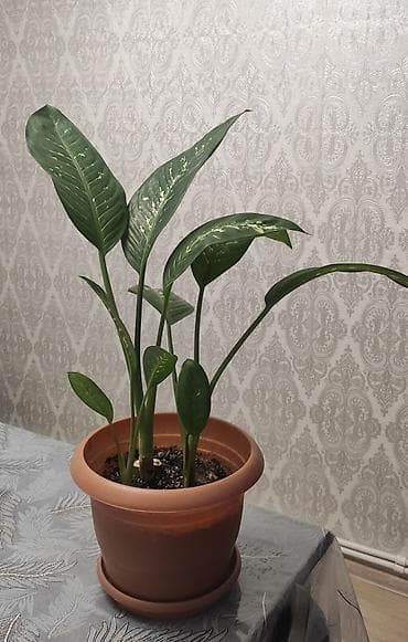 ev gullerinin satisi: Diffenbaxiya — 1