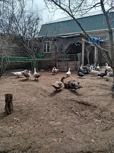 qoyunlar satilir: Lal. ördəklər satilir hər növdə var krasnadar,ağ yerlizümrüdü — 2