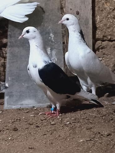 bulbul quşu: Salam 6 dene secme quşlardi hamsi saglam bala veren heyvandi ucuşlarda — 8