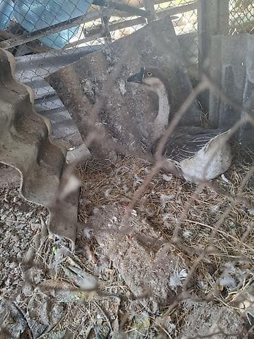 qaz balari: Məhsul: Qazlar (cüt) Təsvir: - Şəkillərdə görünən iki baş qaz — 5
