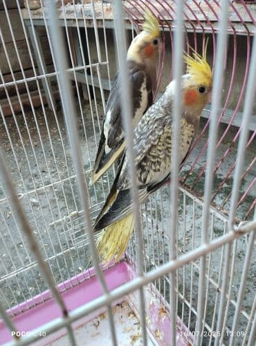 hələb kecilərin qiyməti: Korella Karella tutuqusu papuqay sevgi quşu nerazlucnik valnist 14 — 3