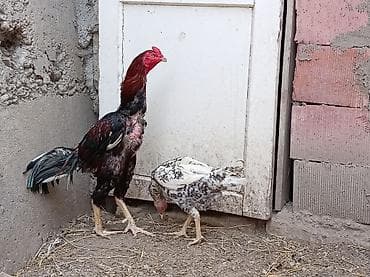 бу ковры: Петух, лет: <1, Самовывоз — 7