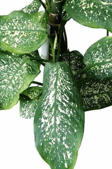 güldanda gül şəkilləri: Definbahi gul. Ev sheraitinde boyuyub. Kesilib hisse hisse verilir — 4