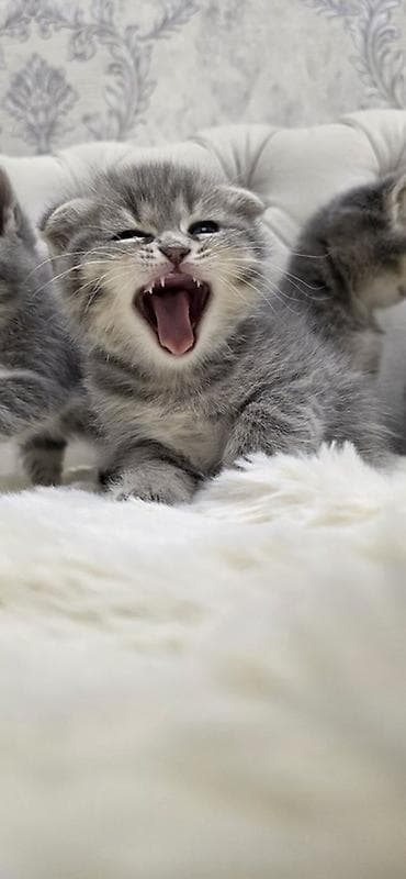 pisik satislari: Şotland, Erkək — 3