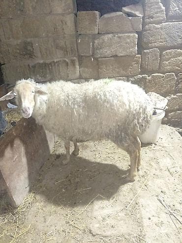 Satışda – təsərrüfatda bəslənən qoyunlar.1 dişi 1 şişək birde boğaz