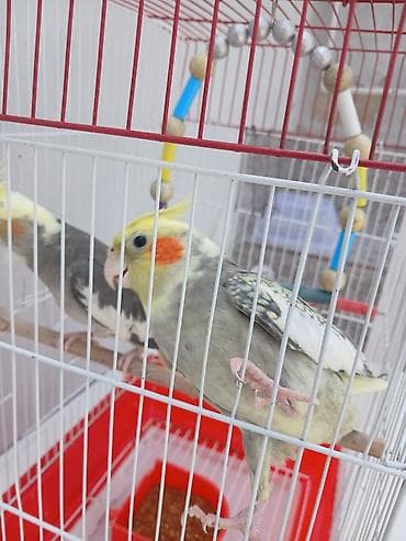 qefes: Erkey disidi satmaq meqsedim ölkeden gedirem baxan olmayacaq qefes — 3