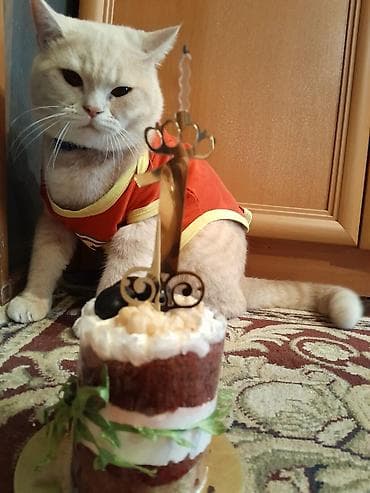 ponço nədir: Ponçikin 3 yaşı var vaxdım yoxdu baxa bilmirəm deyə satıram 1 sunka — 6