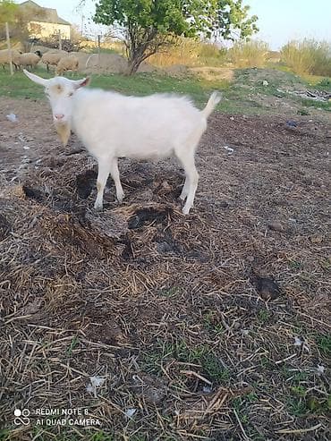 bala haski: Sanen Südlük keçi – bala ilə birlikdə - Cins: ağ südlük keçi Saanen — 8