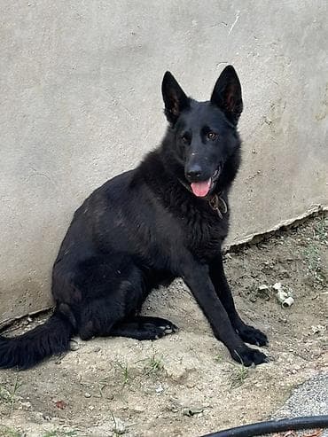 Alman çoban iti
