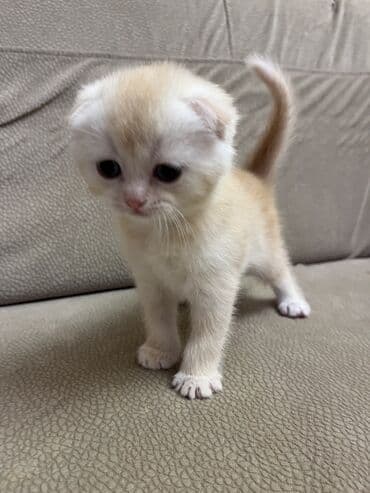 erkək pişik: Qızıl şinşilla, Erkək — 1