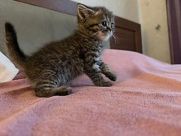 sani kecileri satisi: Tabbi, Dişi, Yaxşı əllərə, Pulsuz çatdırılma — 2