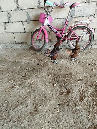 tuna balığı qiymeti: Bir cüt qızılı sibrayt necə banlyr uje qiymət 90 manat ünvan salyan — 2