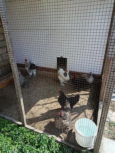 sibrayt toyuqlari: Toyuq, Brama, Damazlıq — 1