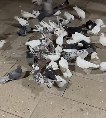 feniks quşu: KİMDƏ SATTİQ QUŞ VAR ALİRAM SAY FƏRQİ YOXDU GƏLİB ÜNVANDAN ÖZÜM — 2