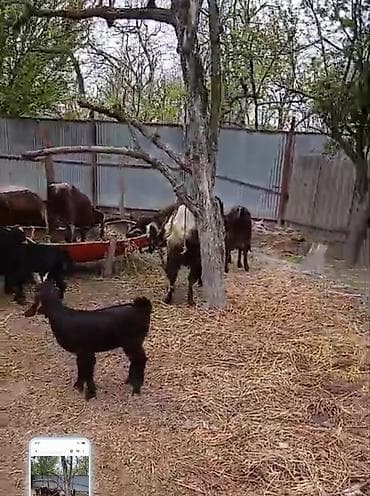 Məhsul: Keçi sürüsü (ana keçilər və balaları) Təsvir: - Şəkillərdə lalafo.az -da Məhsul: Keçi sürüsü (ana keçilər və balaları) Təsvir: - Şəkillərdə