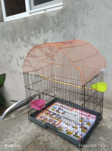 taxta qəfəs: Yalniz zeng Quşlar üçün nəzərdə tutulmuş, yaşıl damlı və ağ metal — 1