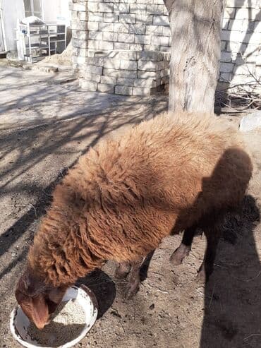 qoyun ucuz: Qoyun – qırmızı-qonur rəngli, uzun yun örtüklü, yerli cins. - Bədən — 2