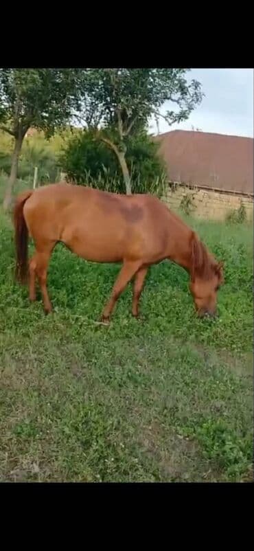 той пудель цена в баку: Самка, лет: 6 — 1