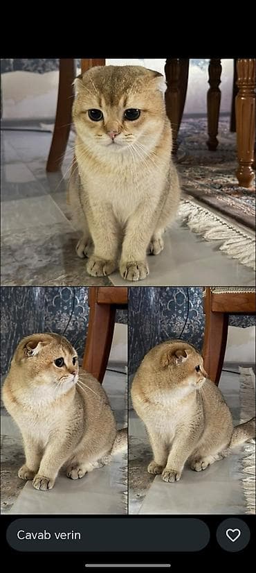 pekines it satisi: Şotland yastı qulaq, Ünvandan götürmə — 1