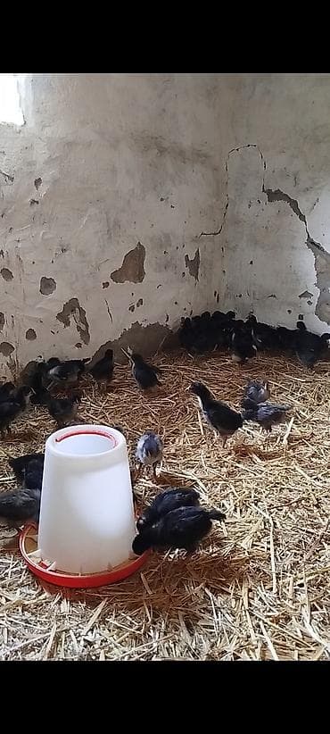 25 günlük super seçmə rəng kənd cücələri satılır, hamısı qara