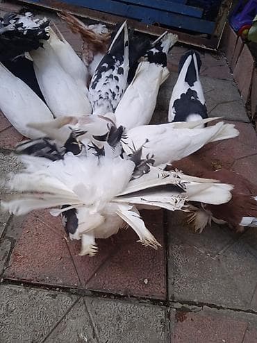 goyercinler satisi: Salam pavlin satılır üç ədədirucu birlikdə 50manat — 2