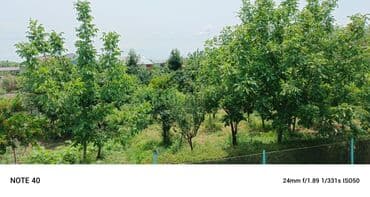 etotu bitkisi: Yaşıllıqlarla əhatə olunmuş, sakit və rahat bir mənzərə. Ağaclar — 1