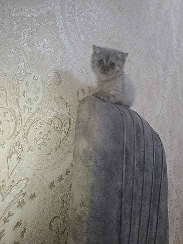 siyan pişik: Şotland — 3