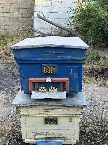 Arılar: Arı yeşikləri satılır 🐝 Şəkildə görünən tipdə arıçılıq üçün yararlı — 4