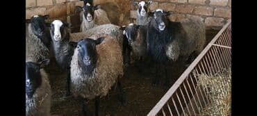 Qazlar: Satılır: Qoyun sürüsü - Növ: yerli qarışıq cinsli qoyunlar (qara, boz — 2