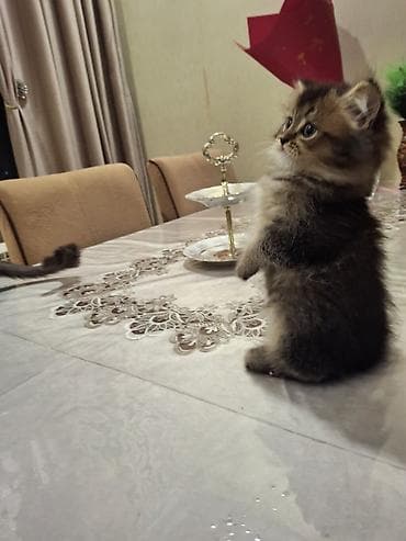 qaz balasi: Britan — 4