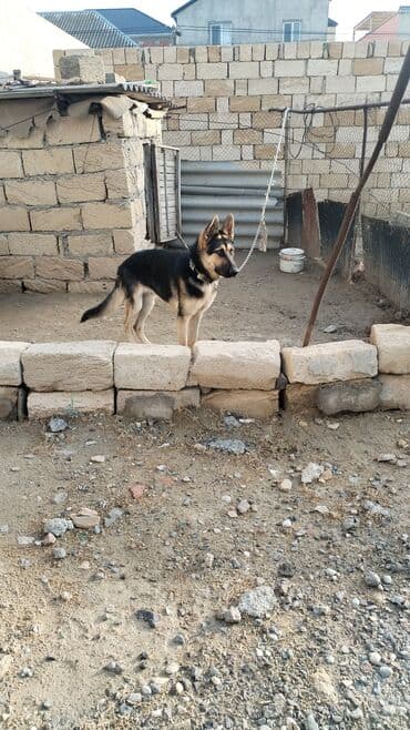 собака отдам в хорошие руки: Alman çoban iti, 6 ay, Erkek — 7