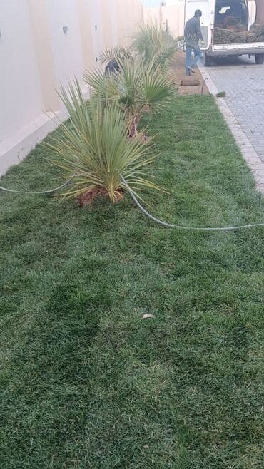 göbələk toxumu satişi: Qazon çatrlma qurasdrma
#qazon
qazonsatişi
#qachon
#qazon — 10