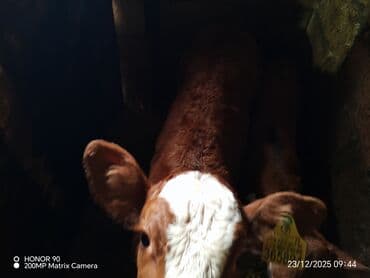 xarkov toyuqlari vikipediya: Dişi, il: 3, 600 kq, Südlük, Ödənişli çatdırılma — 3